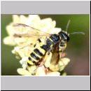 Cerceris cf quadricincta - Knotenwespe w02a.jpg